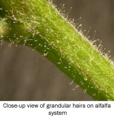 glandular-hairs.jpg